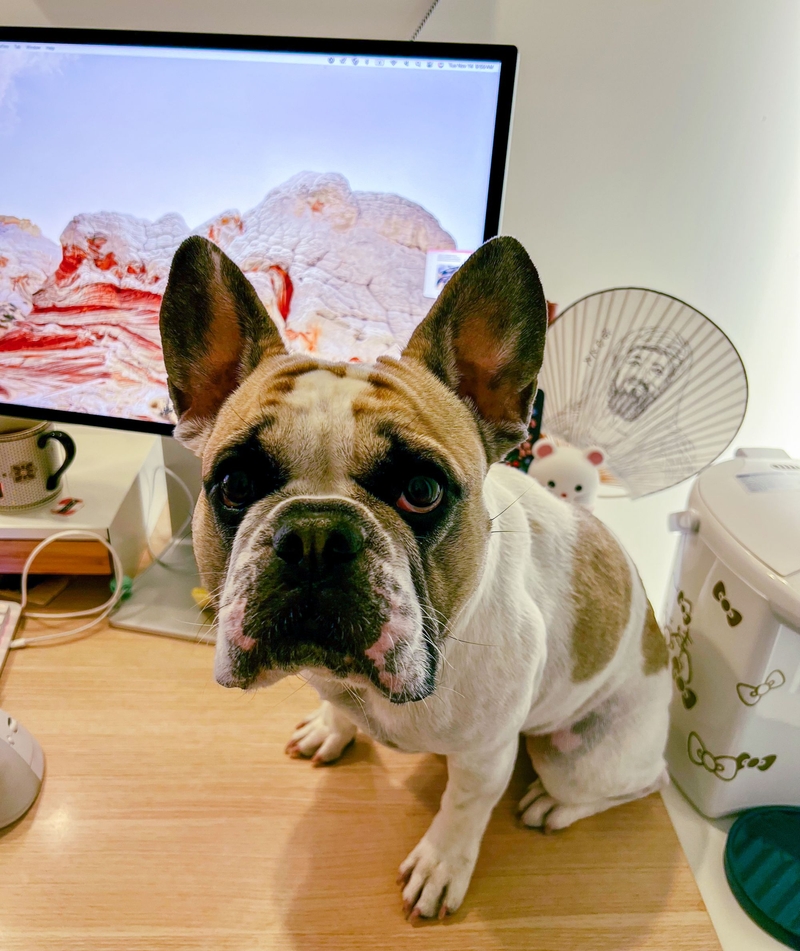 One of Monica Lane's French bulldogs on her desk