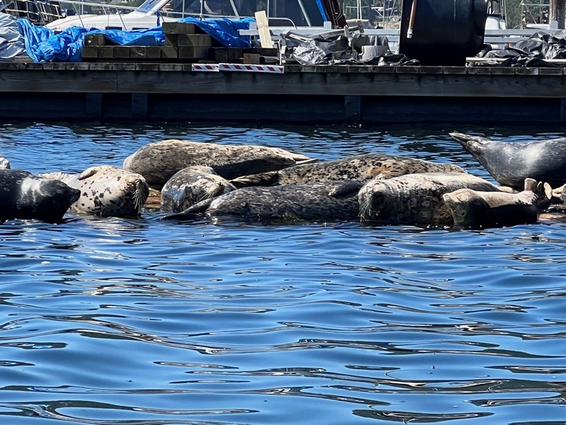 Monica Lane's photo of the seals in Deep Cove