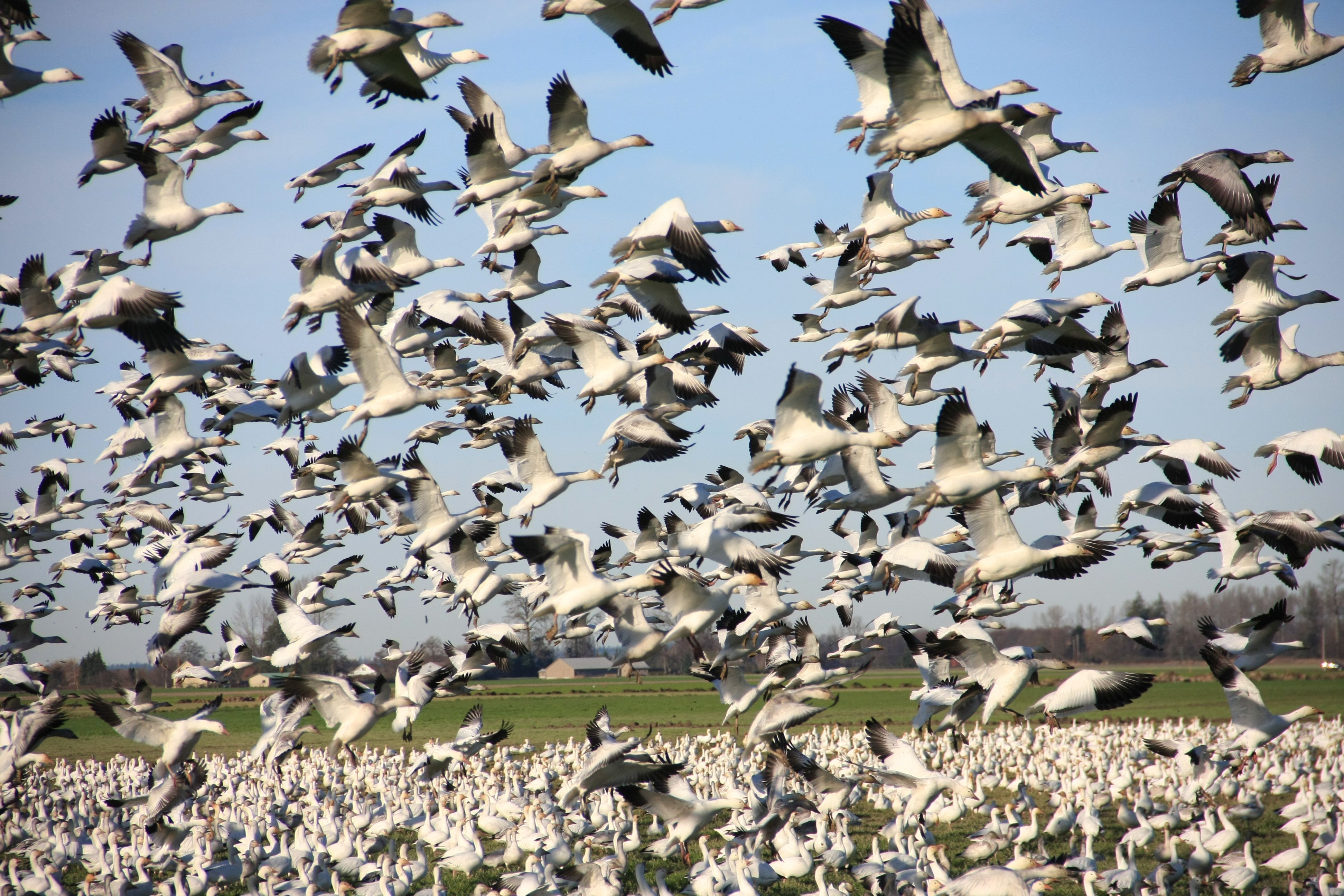 Ben Woletz’s photo of snow geese