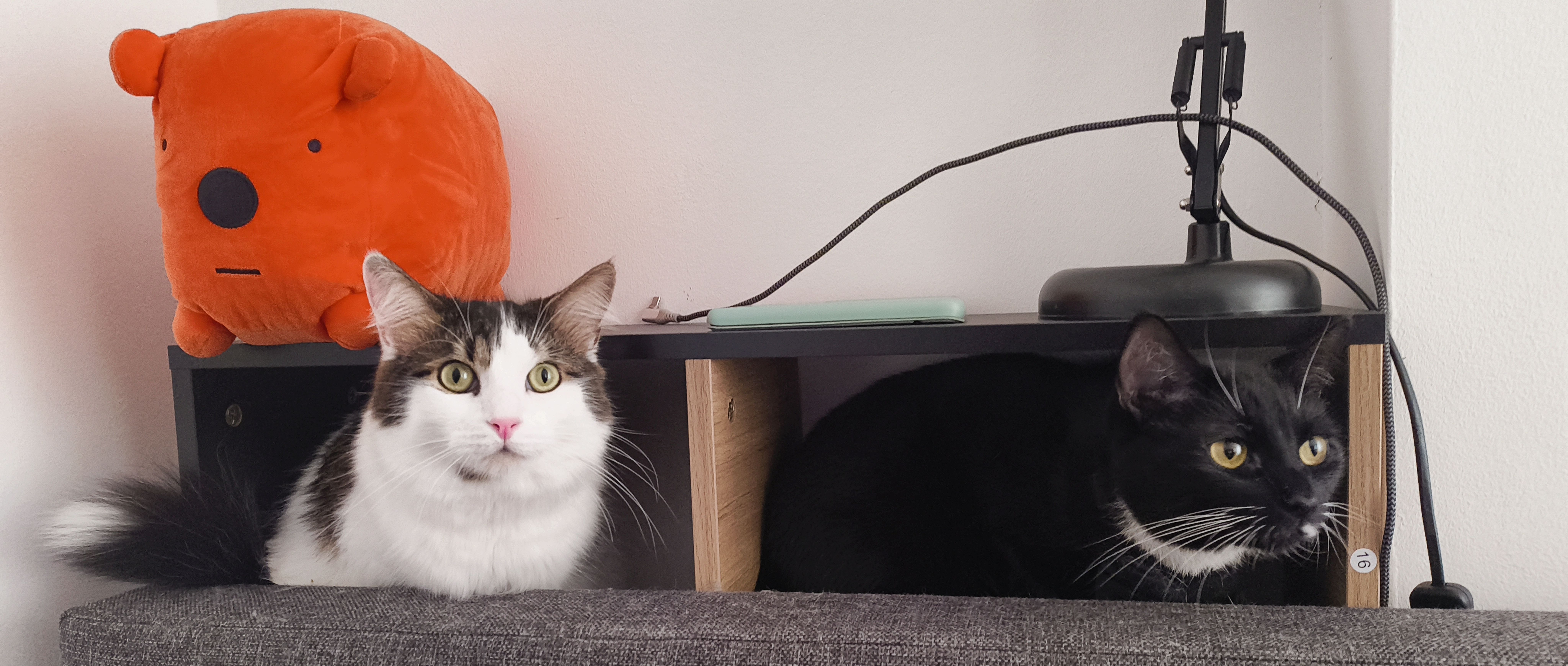 Castor Stephens's cats, Pigeon (left) and Fidget (right)