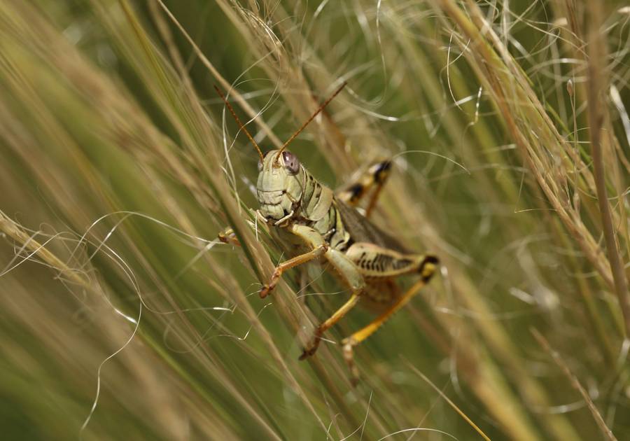 Christof Dittmar's insect photography