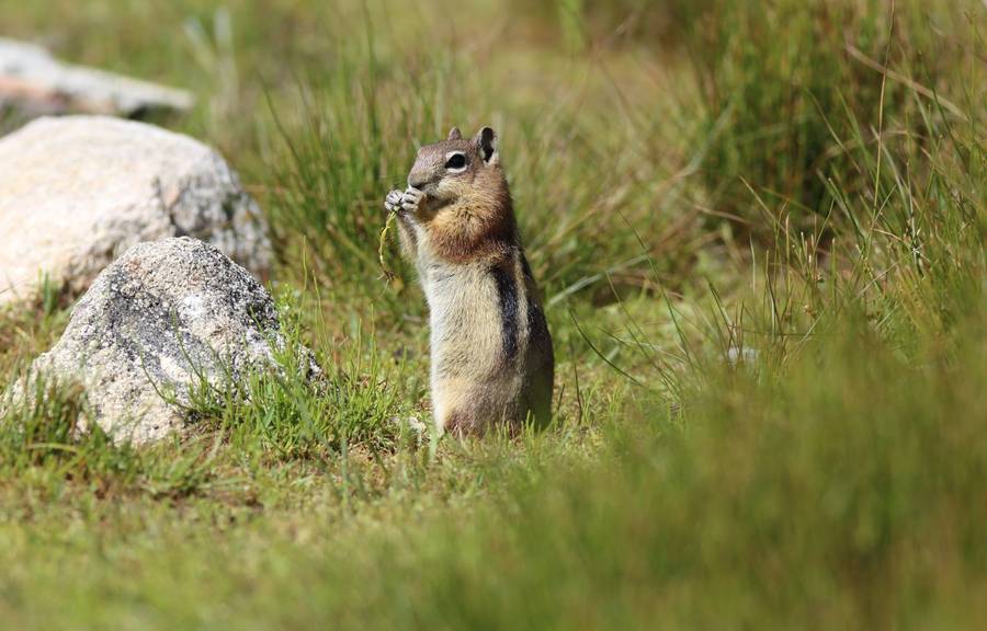 Christof Dittmar's ground squirrel photography