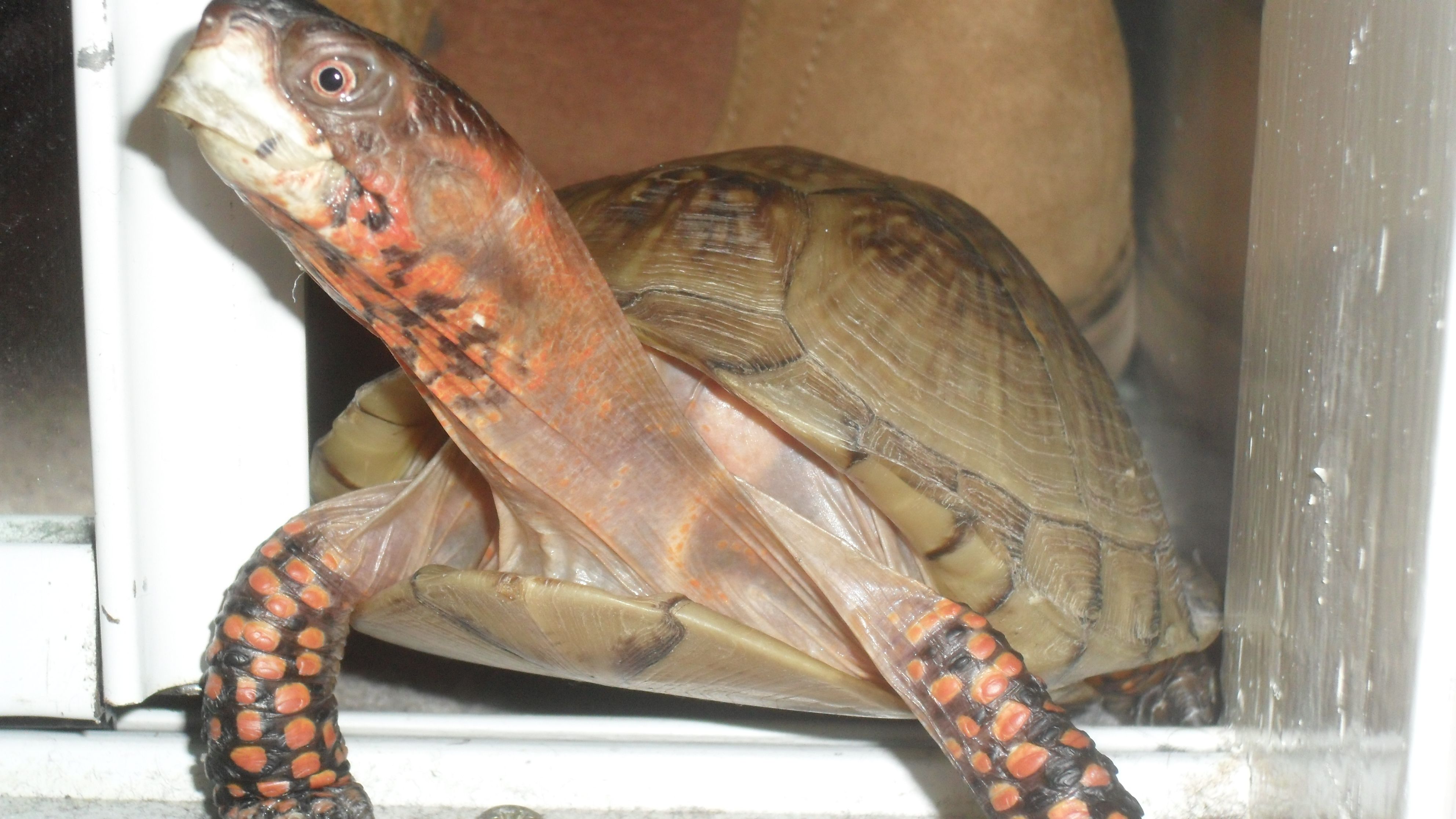 Daniel McIlvaney’s turtle, Truffle, up close