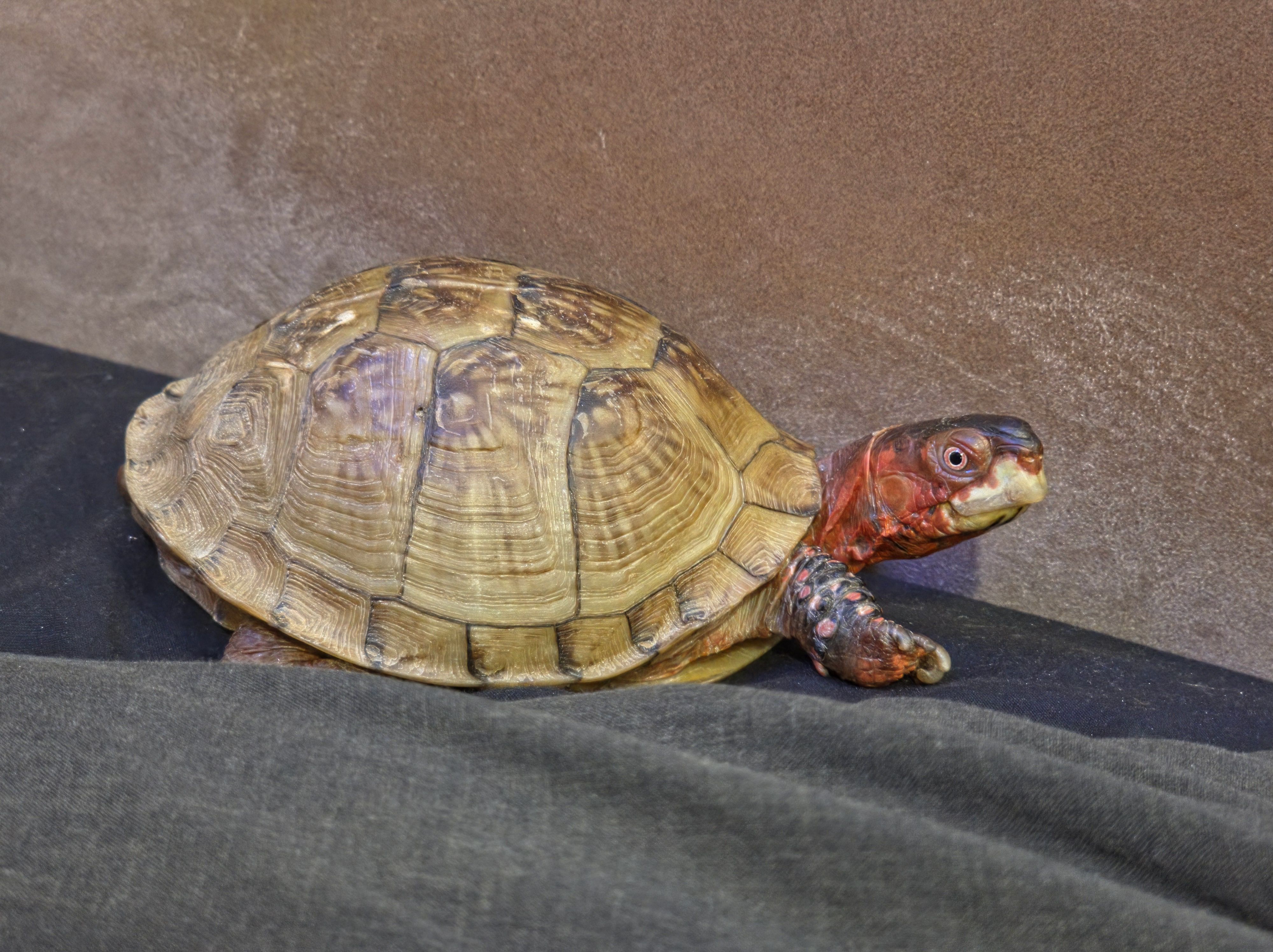 Daniel McIlvaney’s turtle, Truffle
