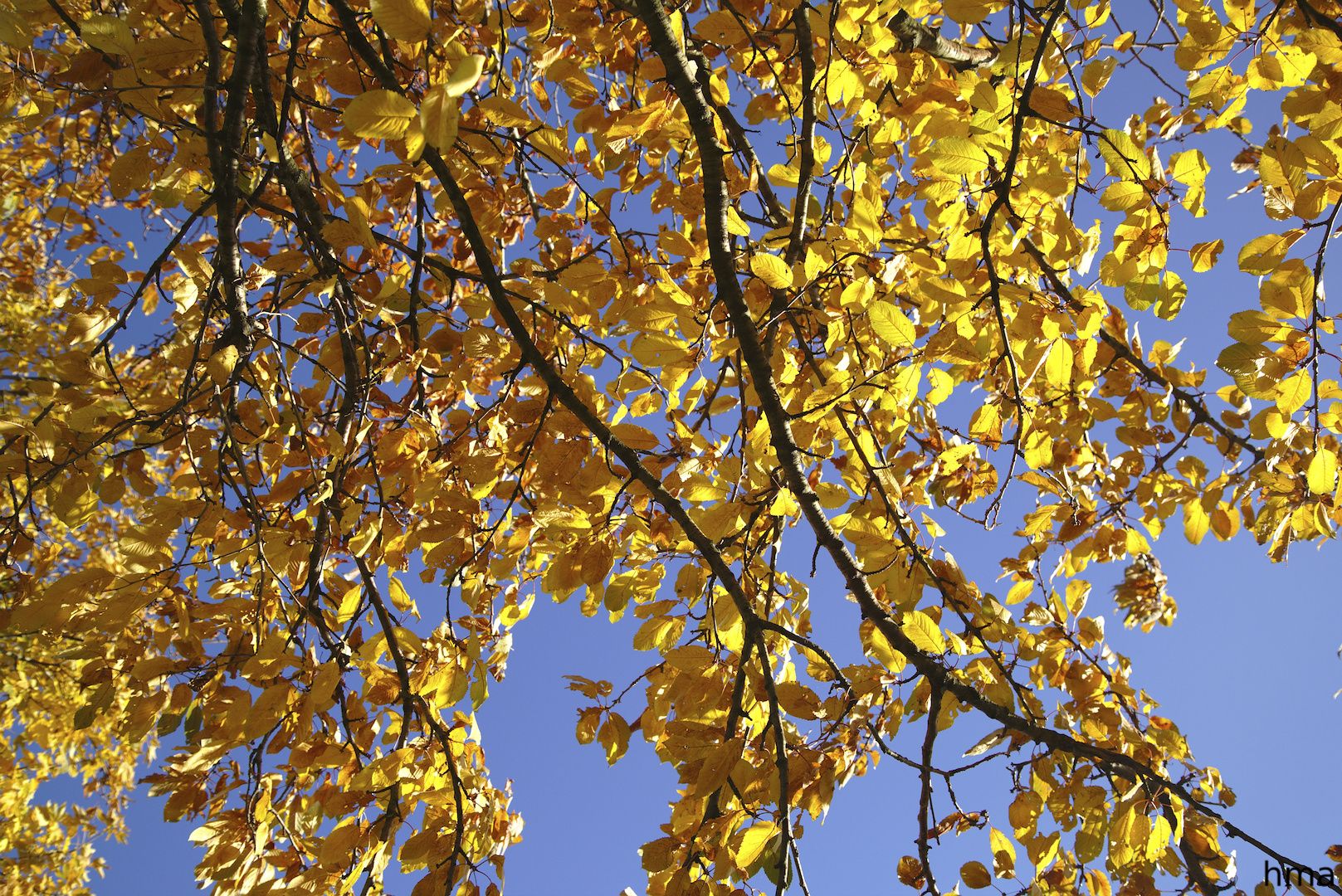 Henning Malzahn’s photo of autumn leaves