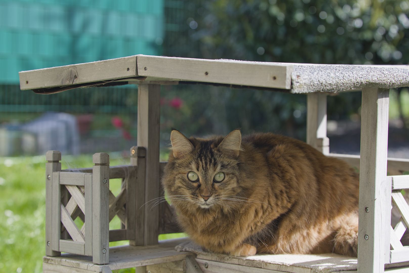 Henning Malzahn’s cat Ms. Kayra