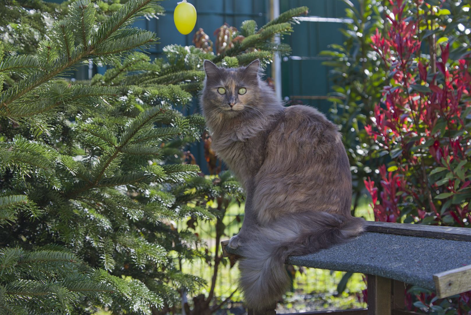 Henning Malzahn’s cat Ms. Lizzy