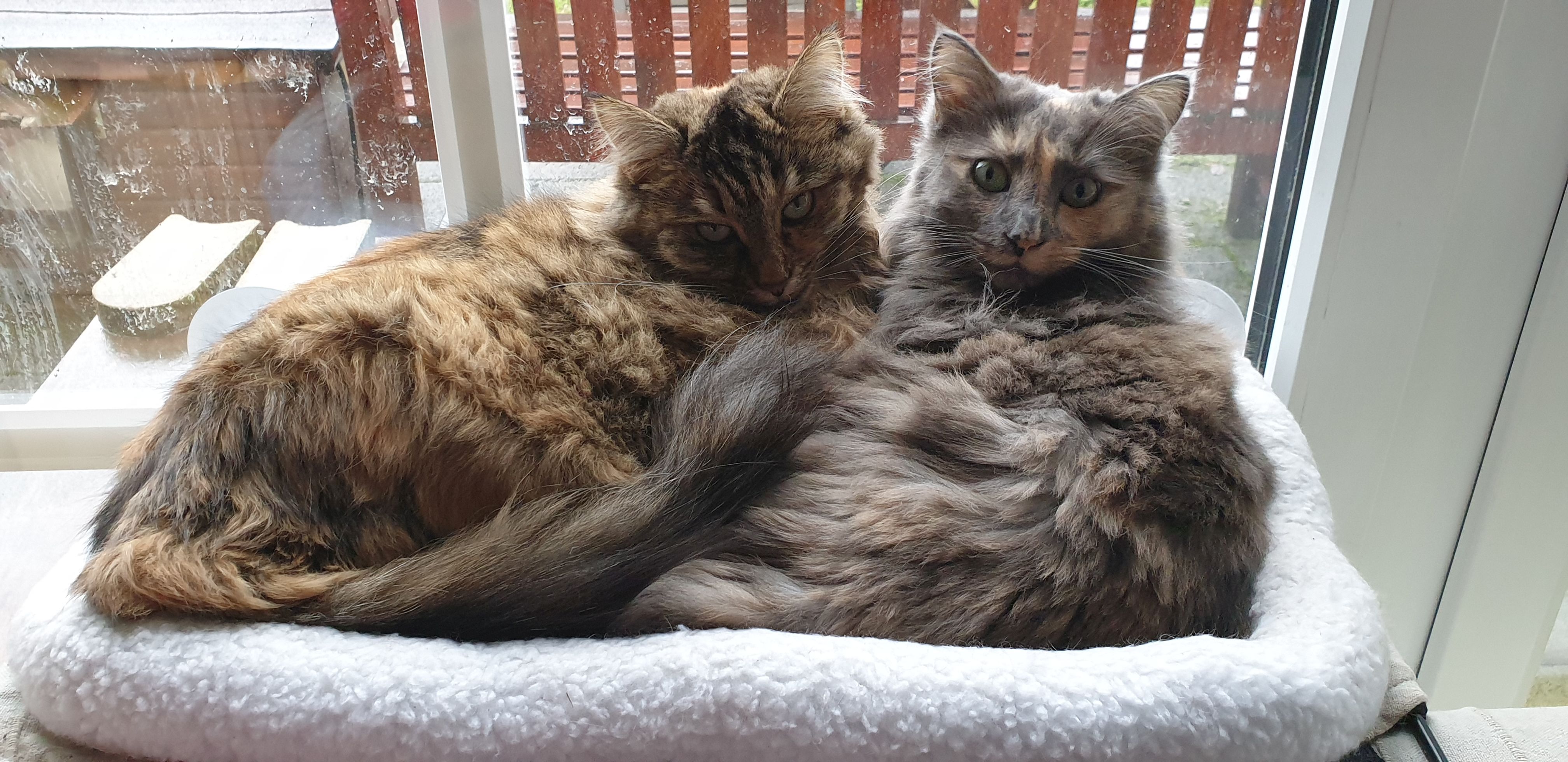 Henning Malzahn’s cats Kayra and Lizzy