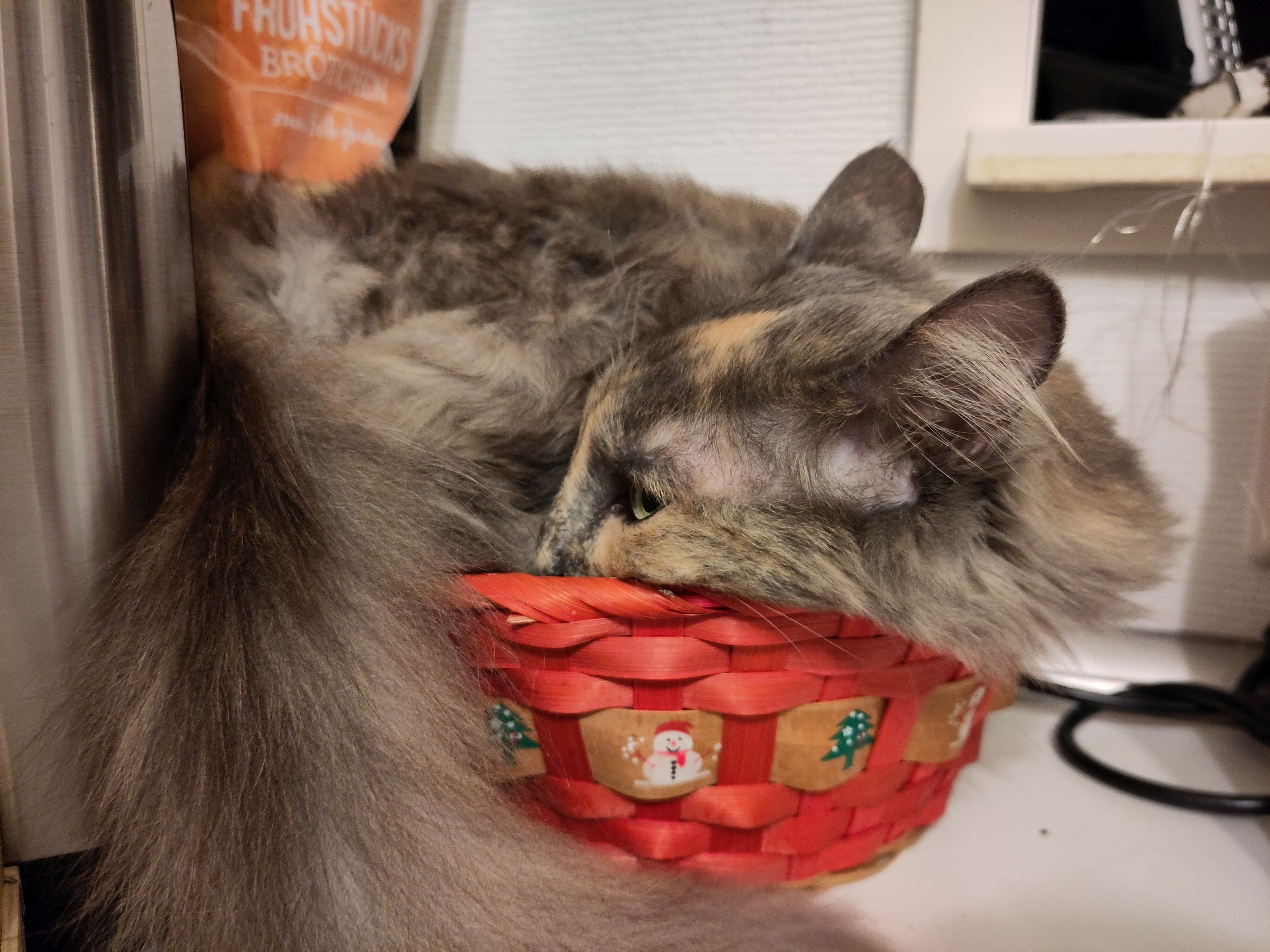 Henning Malzahn’s cat Lizzy in a snug spot