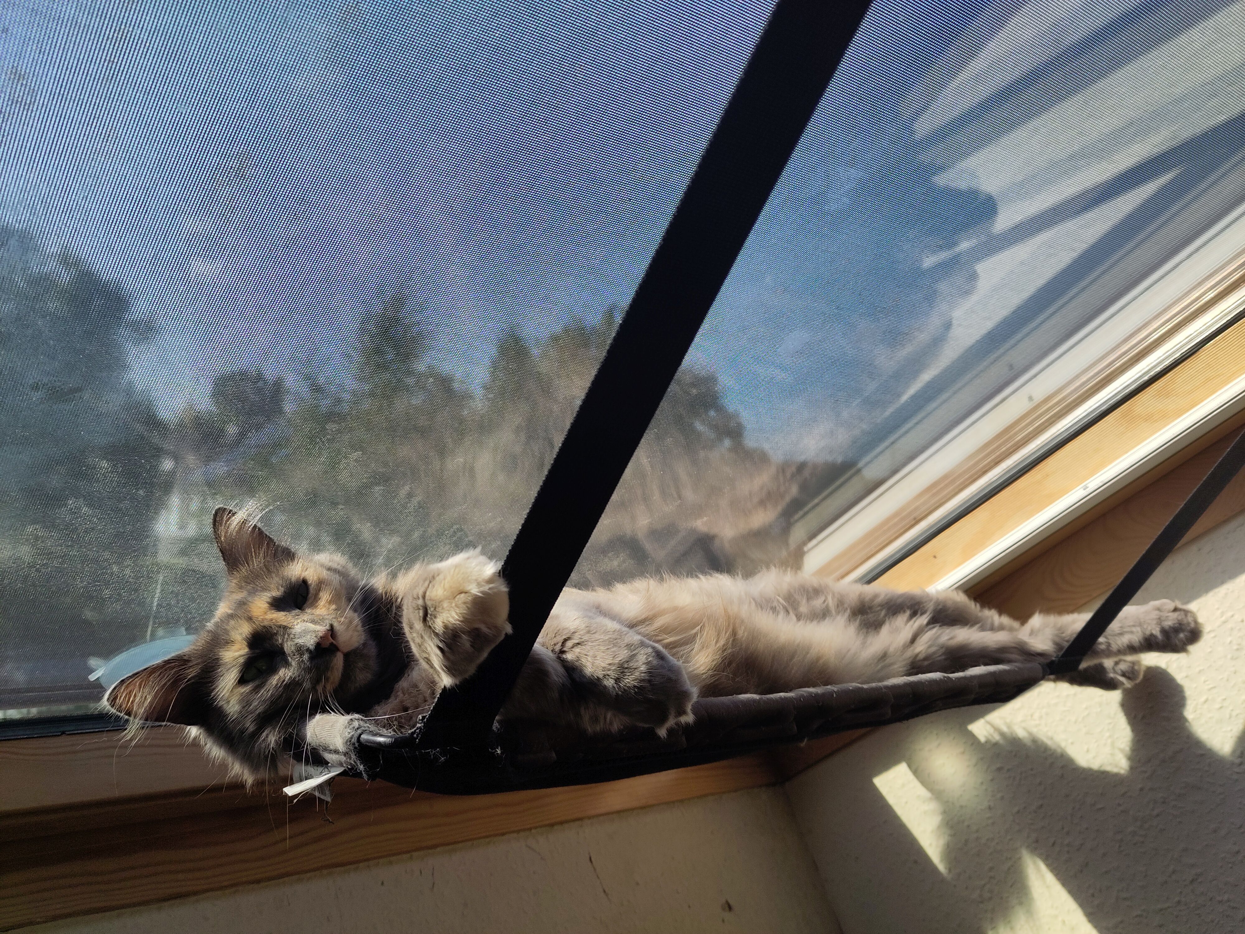 Henning Malzahn’s cat Lizzy in a window seat