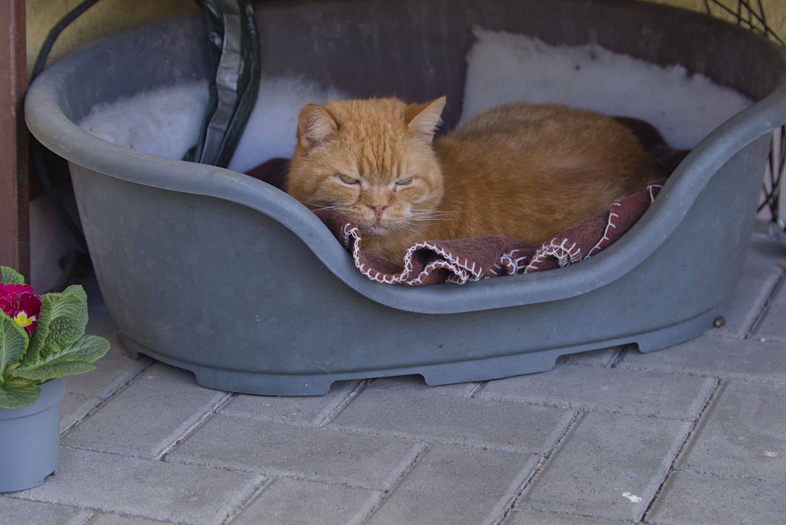 Henning Malzahn’s cat Mr. Boo