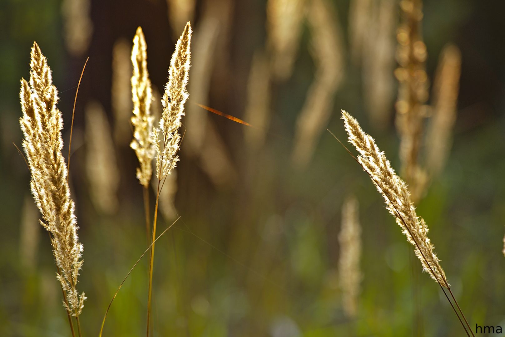 Henning Malzahn’s photo of grass seedheads taken on walk in the woods