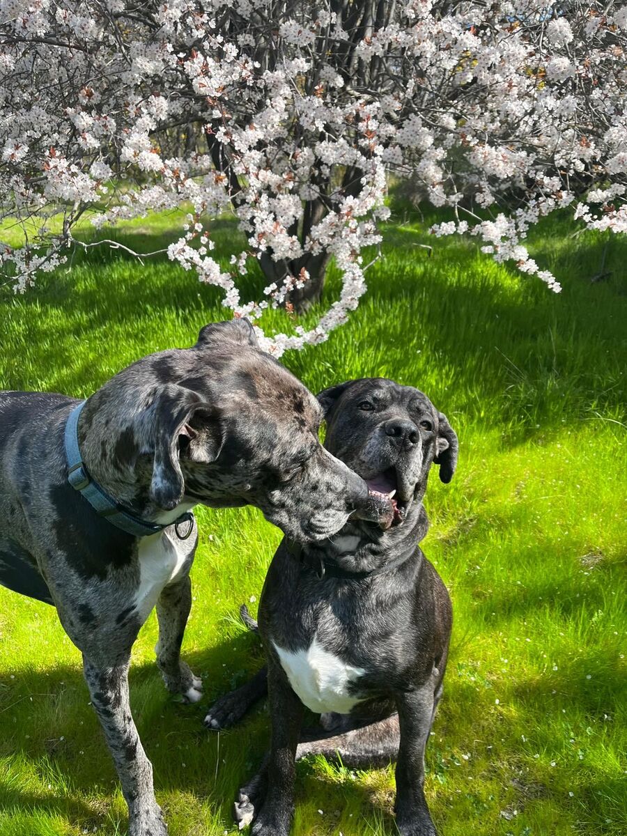 Himesh Jayasekera's dogs, Pluto and Zeus