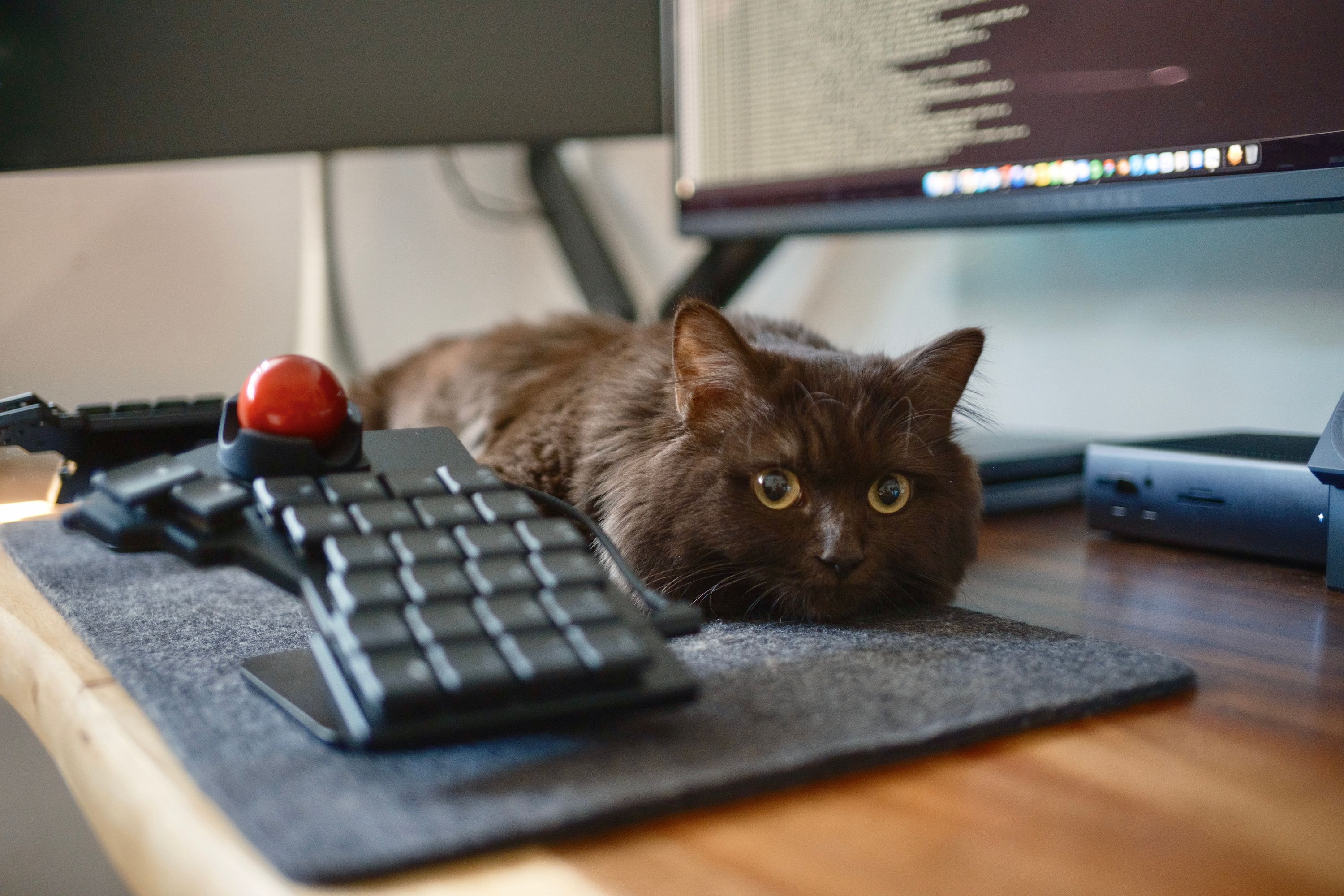 Jackson Hayes's cat, Maple, loafs next to Jackson's Voyager