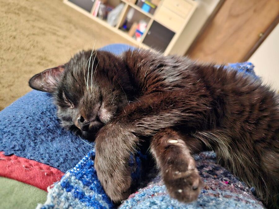 Jennifer Graham's cat, sleeping