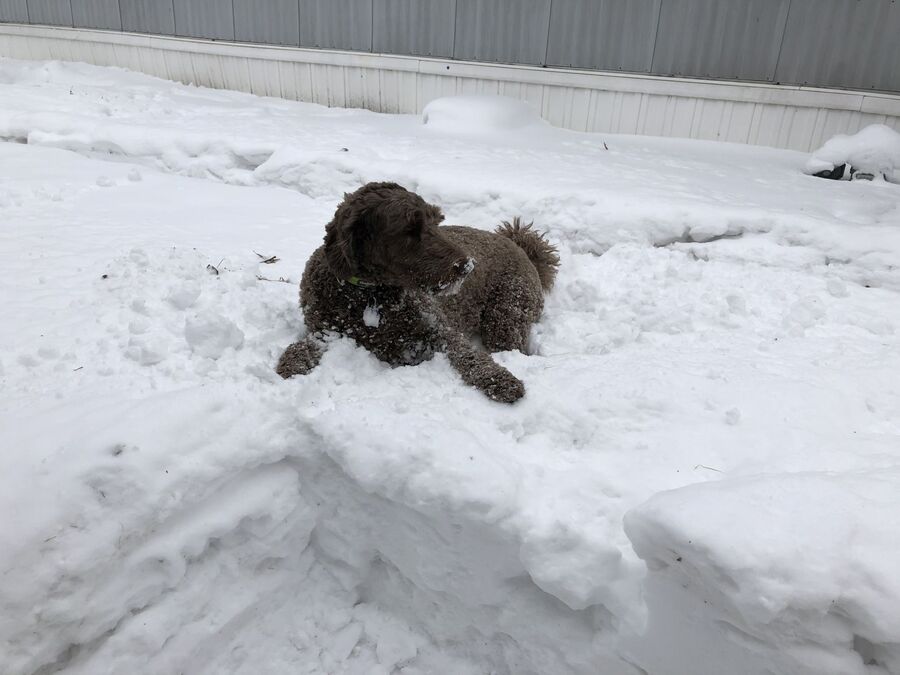 Juan Hernandez's labradoodle