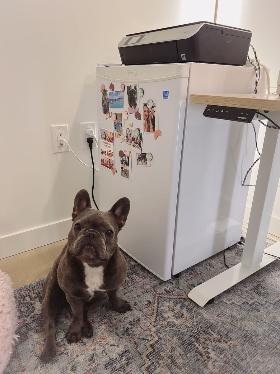 One of Monica Lane's French bulldogs by a minifridge