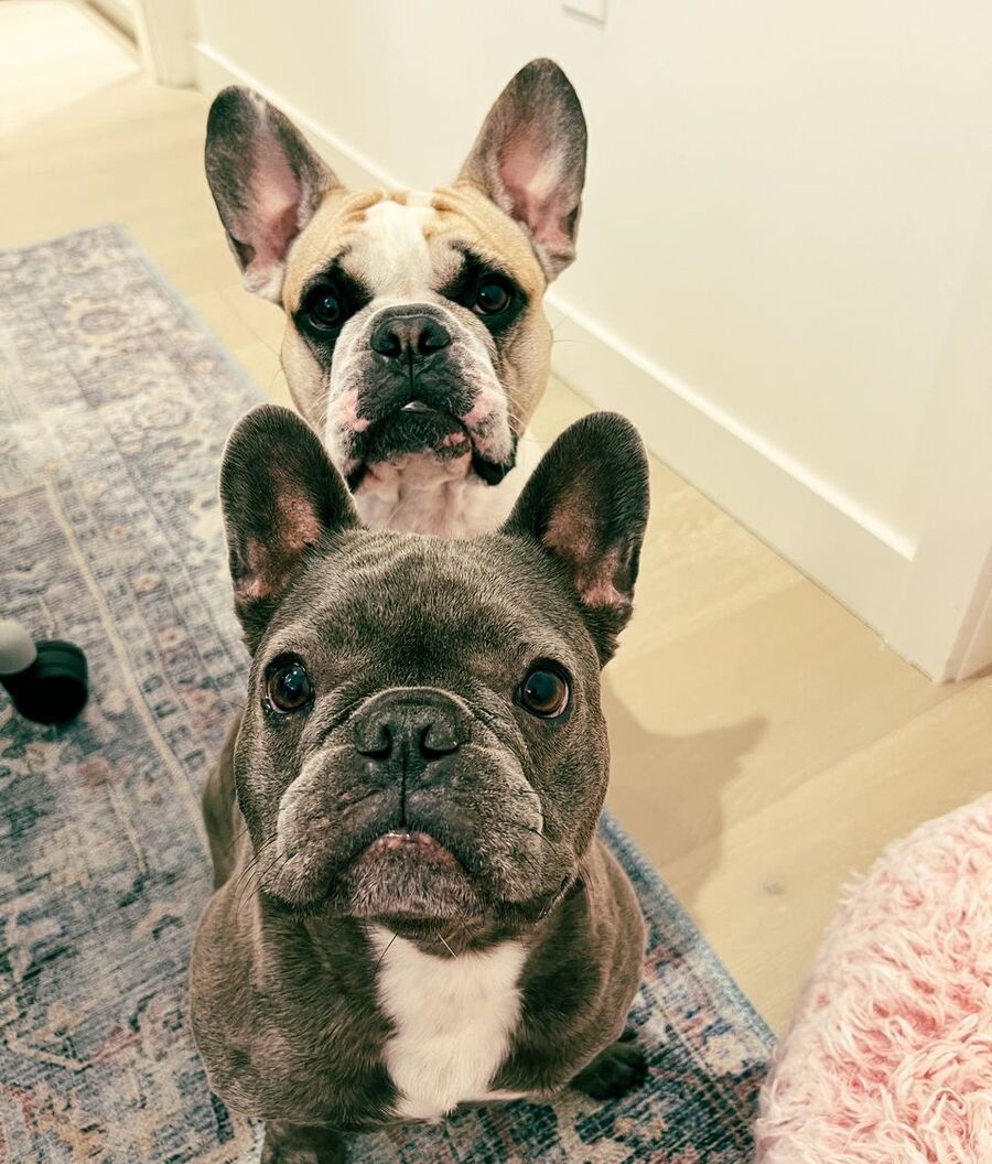 Monica Lane's French bulldogs