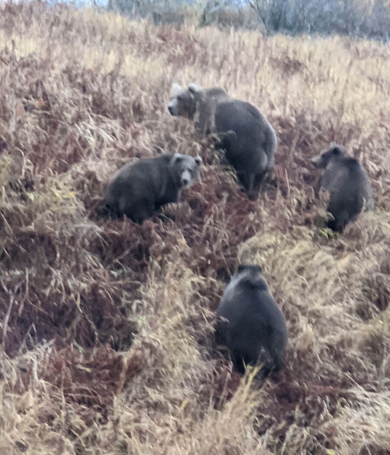 Dianne Ibarra's photo of bears