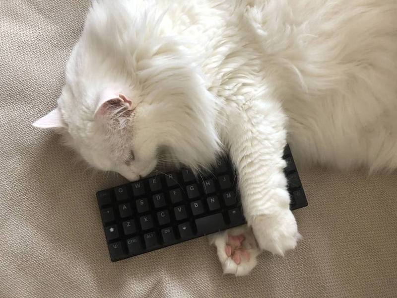 planck_cat1