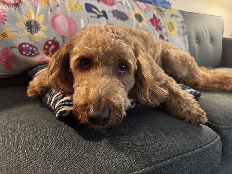 Jon Zelner's dog Howie