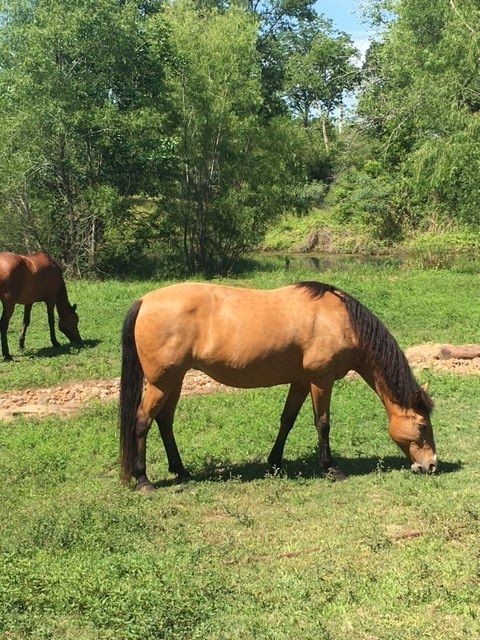 Vicki Tharp's horse