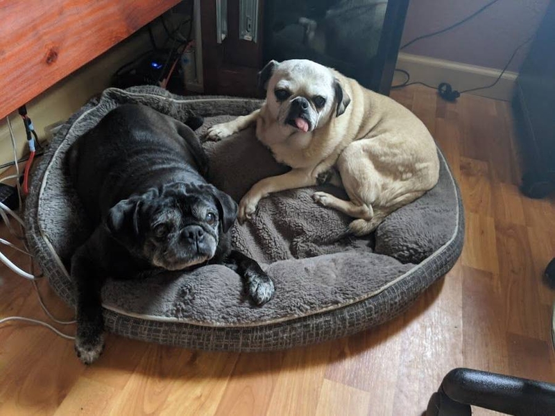 Two of David Gunter's pugs