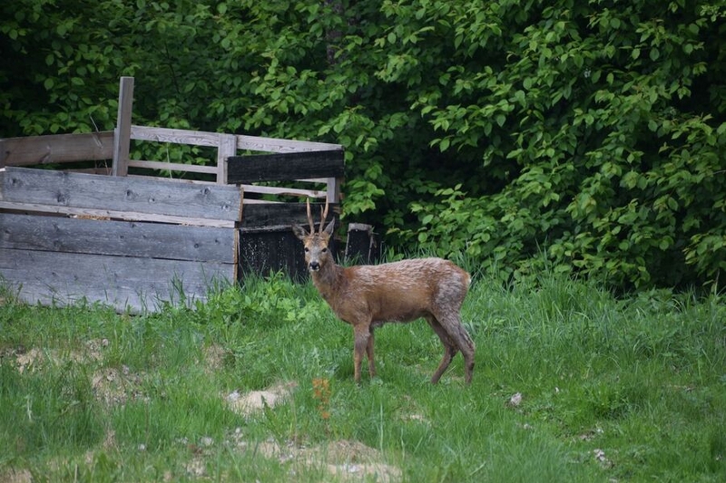 Kristoffer Gronlund's back yard with deer