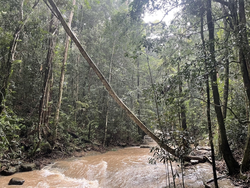 David Bevington's photo from a forest hike on the Sunshine Coast in Queensland, Australia 