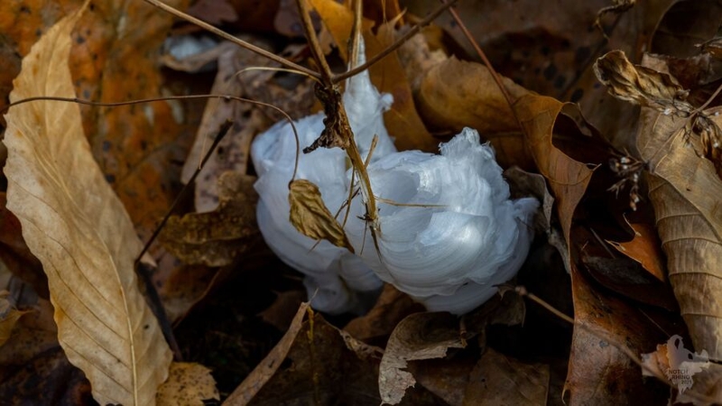 Notch Rhino's photo of frost flowers