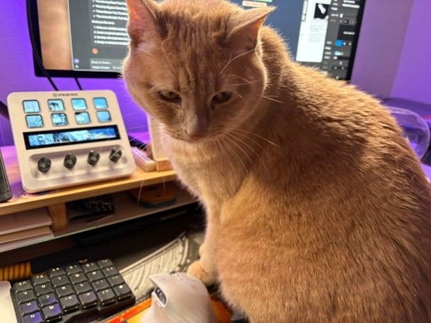 Taz Brown's ginger cat