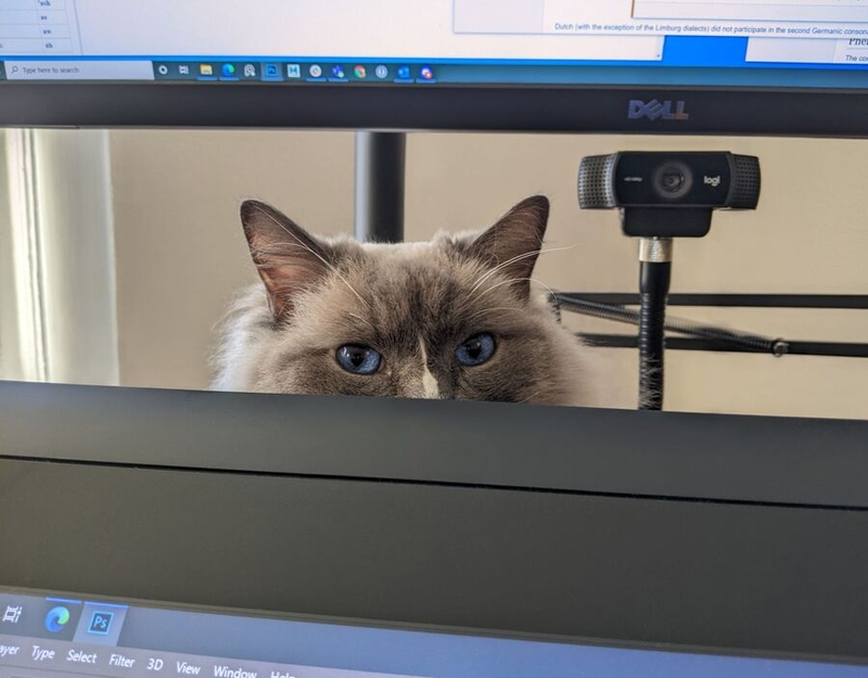 Lucas Slominski's cat, Kingsley, with Lucas's webcam
