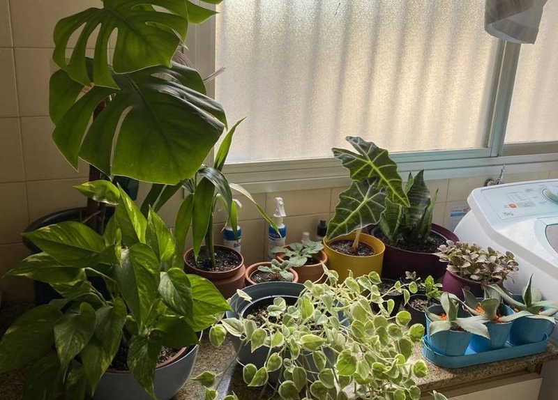 Anna e só's plants waiting to be watered