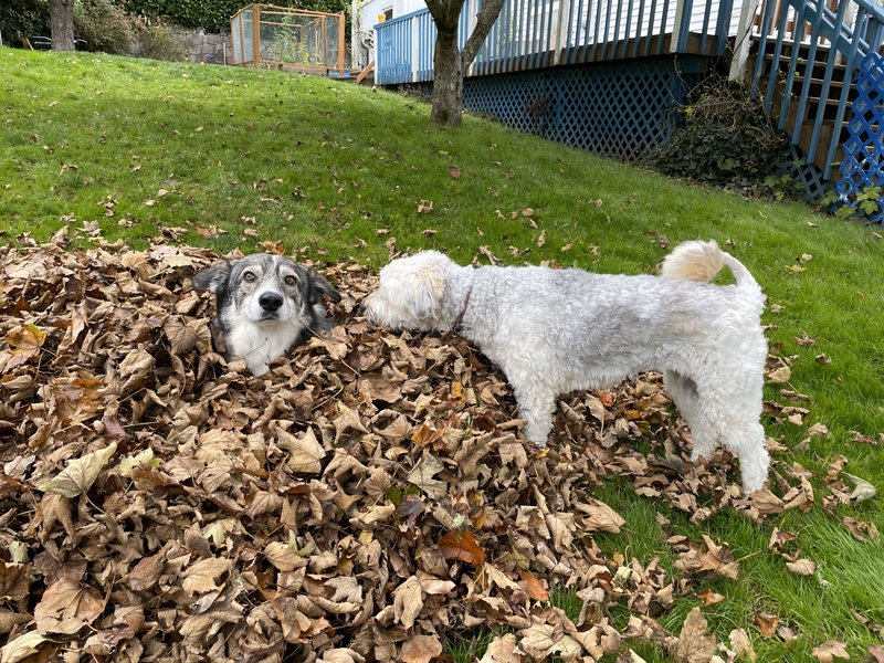 Annie Vela's dogs play in the leaves