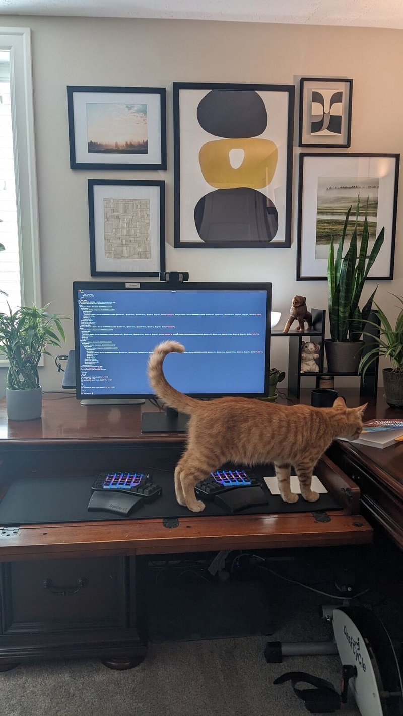 Christine Seeman's setup, vertical orientation, with cat