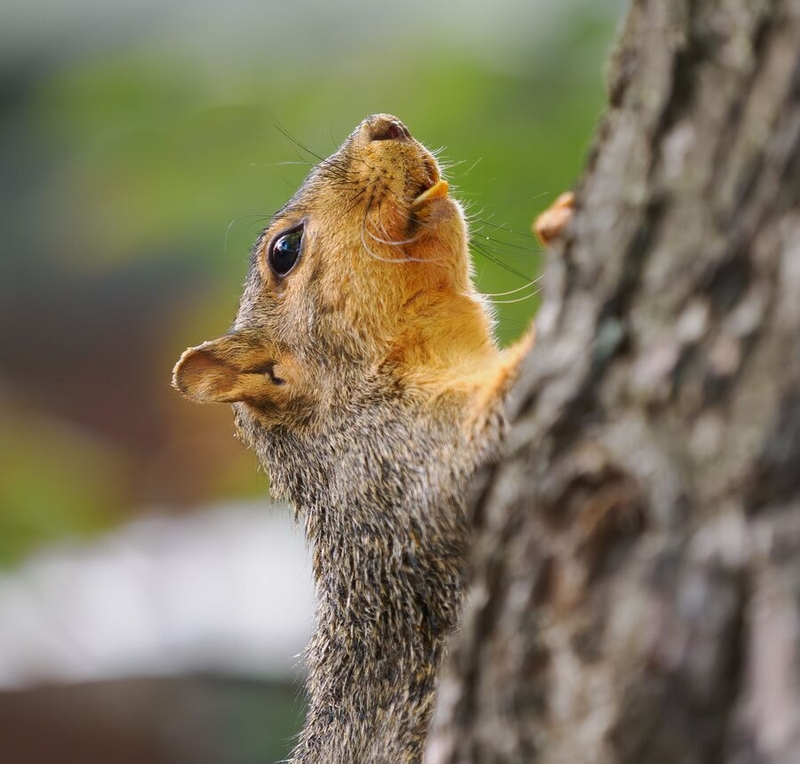 Jon Zelner's photo of a squirrel