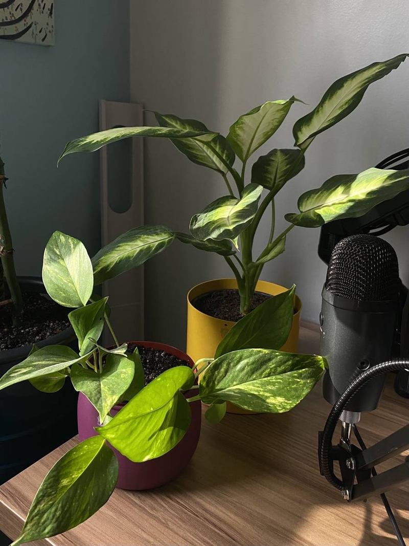 Anna e só's plants in the sun