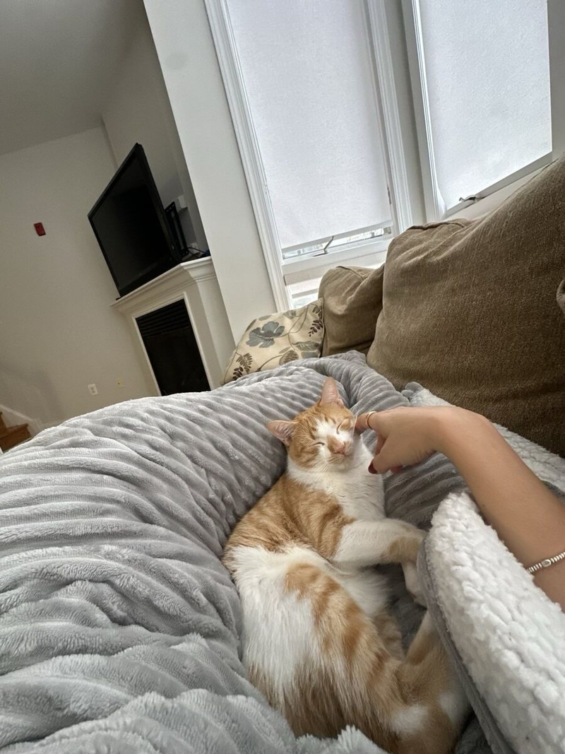 Nico Posner's cat Manchego, accepting pets