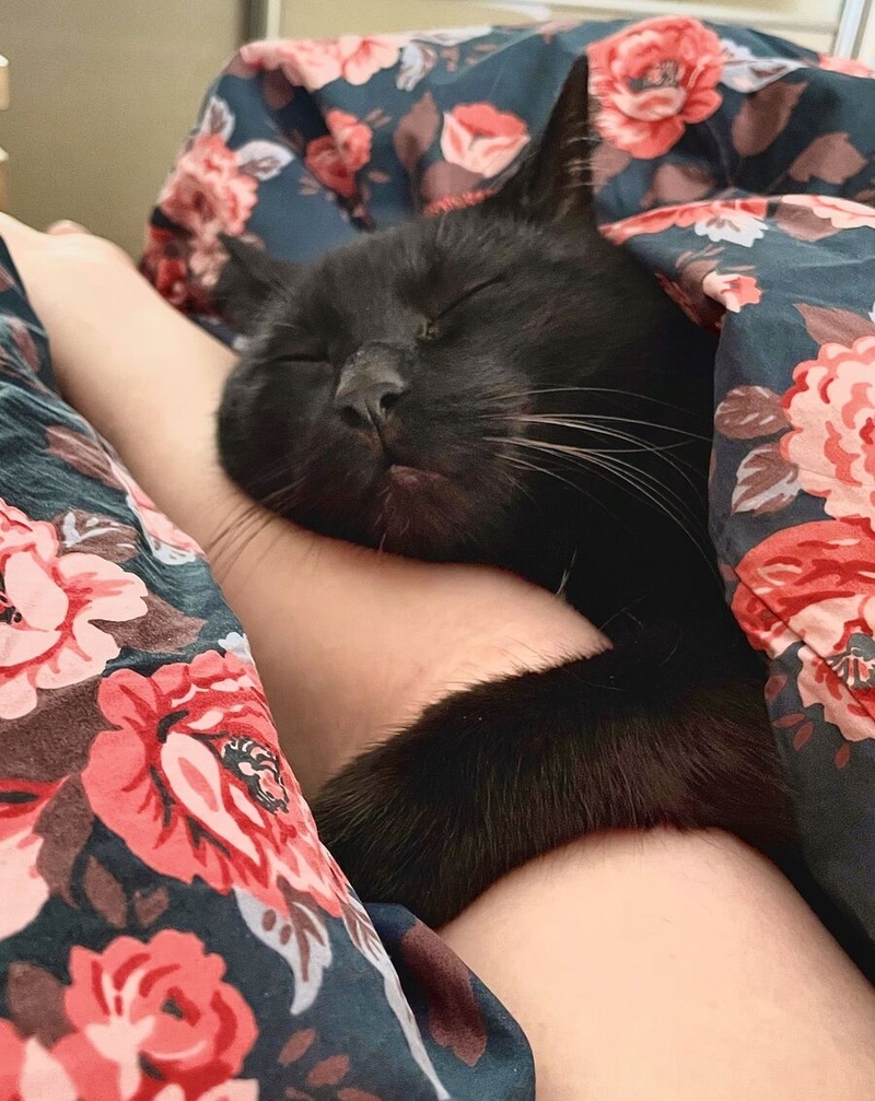 Liz Bondarenko's cat