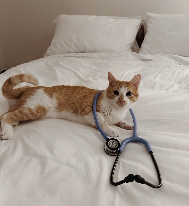 Nico Posner's cat Manchego wearing a stethoscope