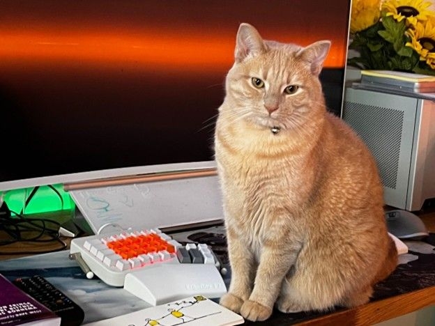 Taz Brown's ginger cat, posing