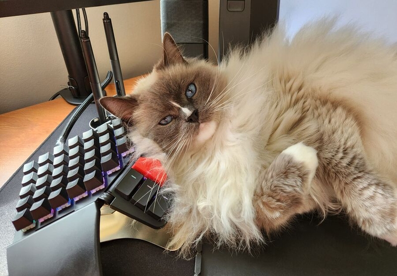 Lucas Slominski's cat, Kingsley, with Lucas's Moonlander