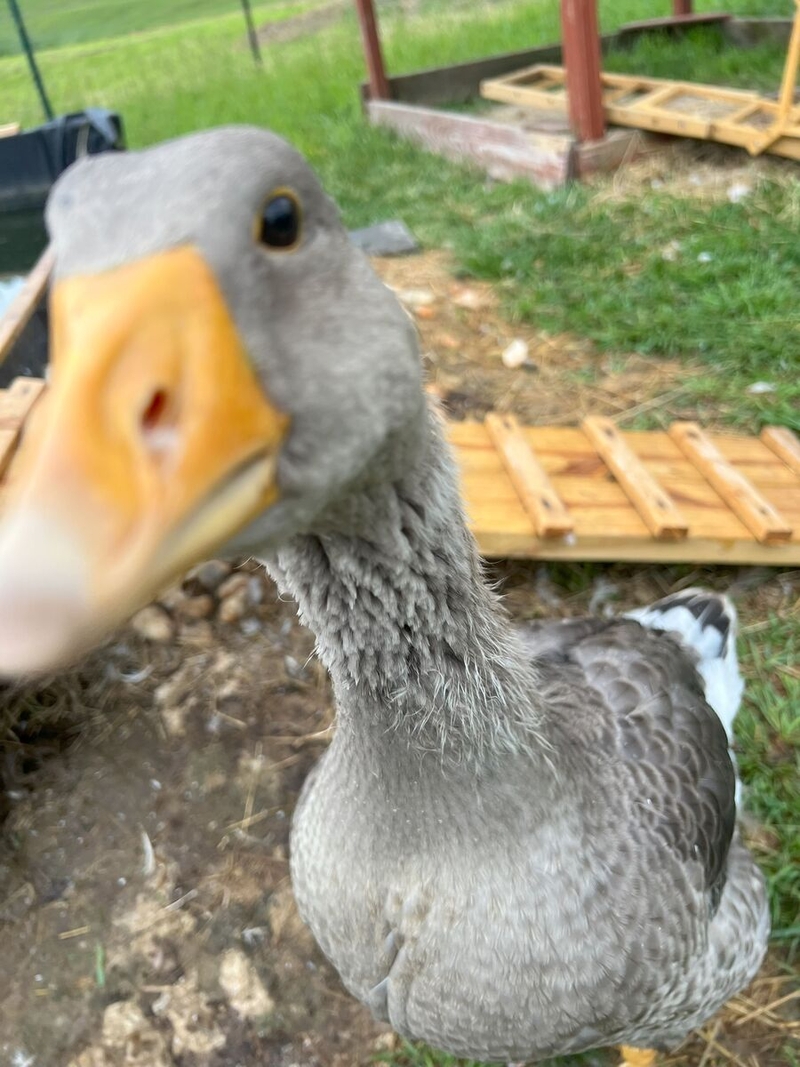 Autum Hosler's goose, descendant of dinosaurs