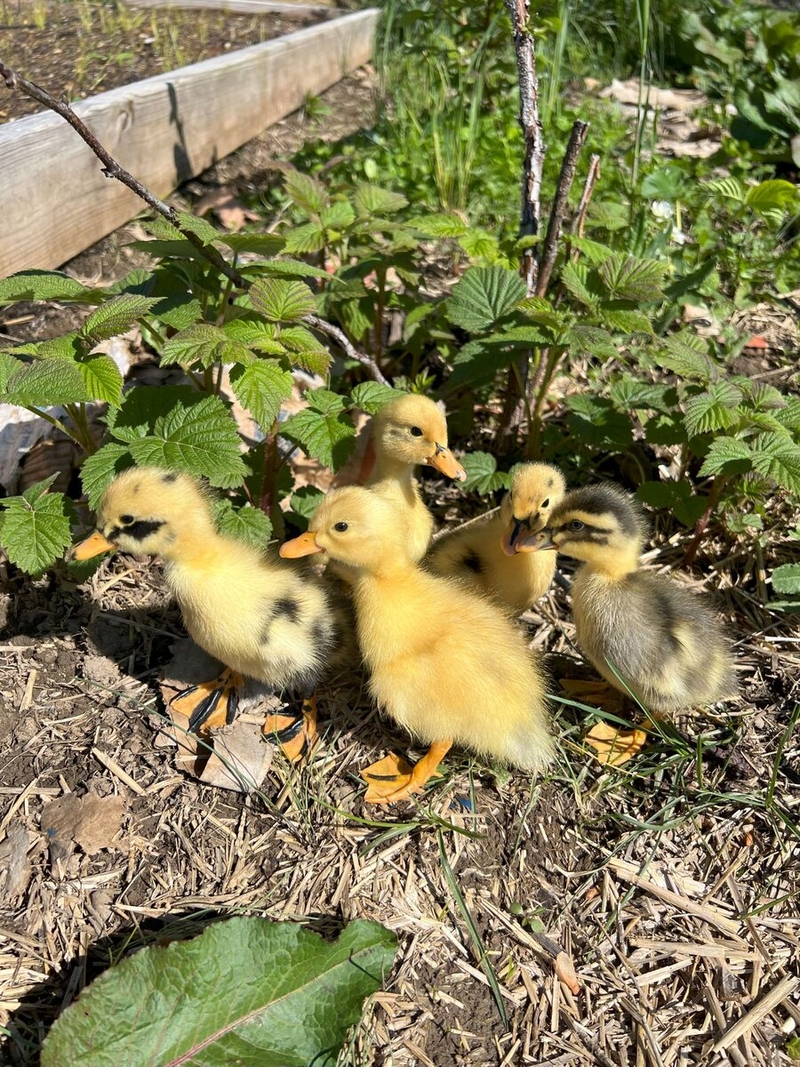 Autum Hosler's baby birds