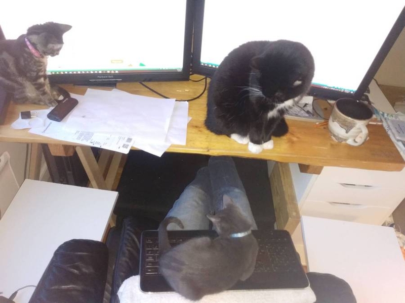 Erich Hegenberger's desk with cats