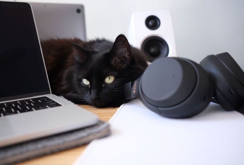 Cal Moody's cat