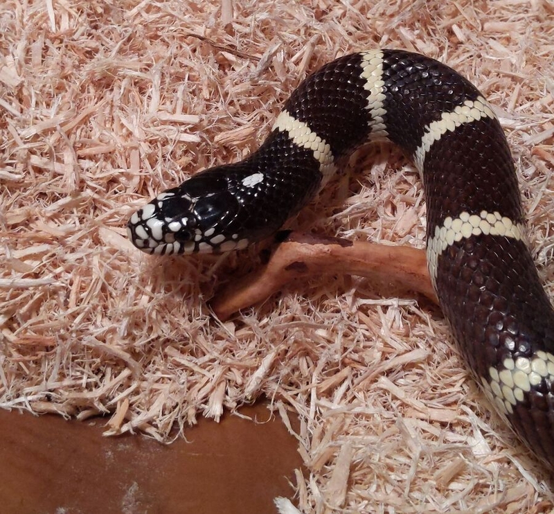 Jade Promhouse's snake