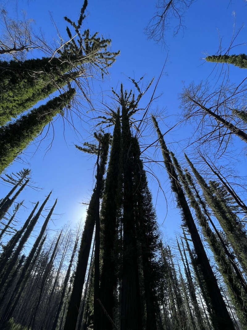 Arcelia Hermosillo Ruiz's photo of trees