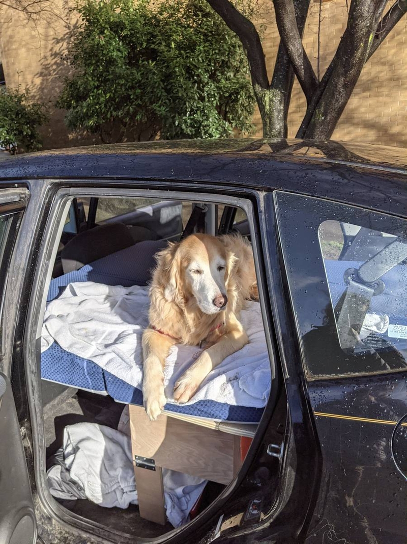 Michael Sobrepera's dog on custom car-bed