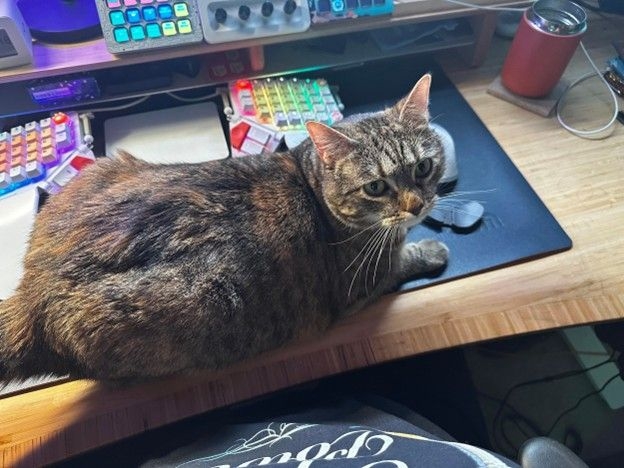 Taz Brown's gray cat